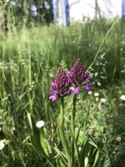 Anacamptis pyramidalis