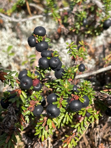black crowberry
