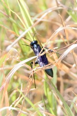 Chalybion zimmermanni