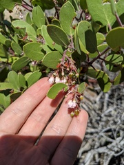 Arctostaphylos pungens
