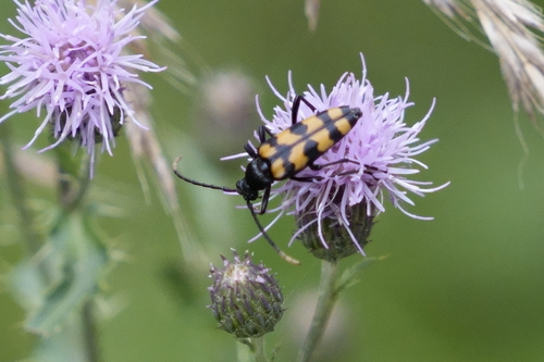 four-banded longhorn beetle