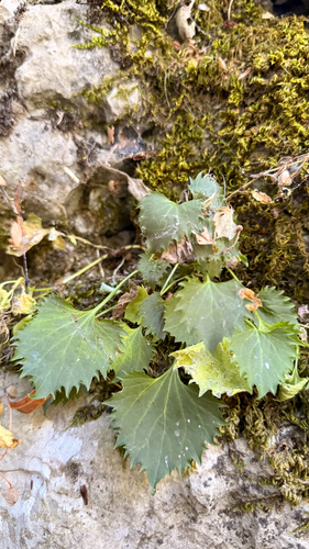 Campanula fenestrellata, photograph 1