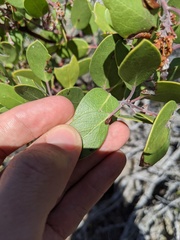 Arctostaphylos pungens