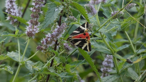 Jersey Tiger