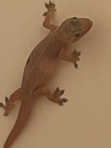 Hemidactylus frenatus observed 2026-08-16