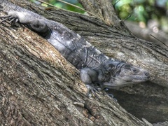 Ctenosaura oedirhina
