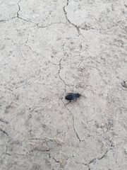 Phyllodromica megerlei