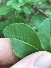 Forestiera ligustrina