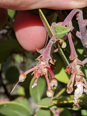 Arctostaphylos pungens