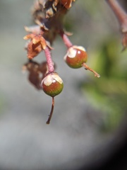 Arctostaphylos pungens