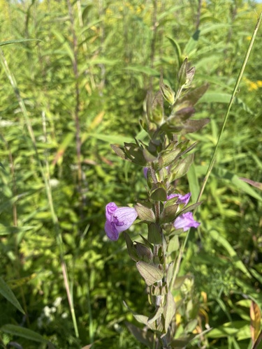 Agalinis auriculata, photograph 6