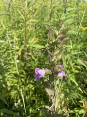 Agalinis auriculata, photograph (c) Sheila Collins Bourgoin, some rights reserved (CC BY)