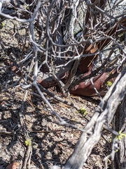 Arctostaphylos pungens