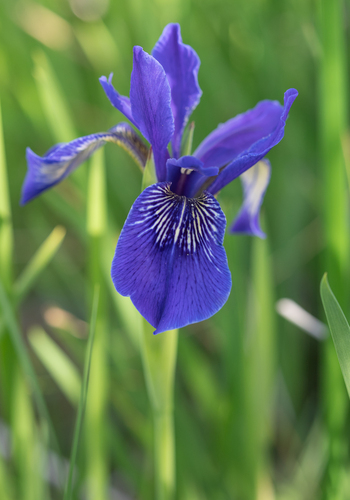 Iris bulleyana, photograph 6