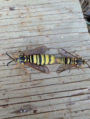 American Hornet Moth