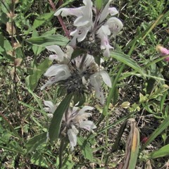 Monarda clinopodioides