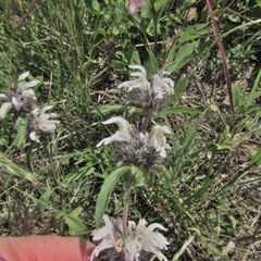 Monarda clinopodioides