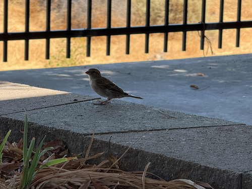 House Sparrow