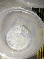 Trichopteryx carpinata