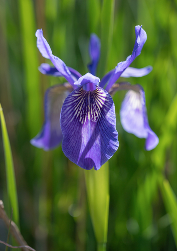 Iris bulleyana