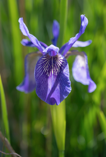 Iris bulleyana, photograph 2