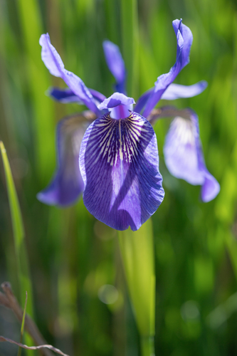 Iris bulleyana, photograph 3