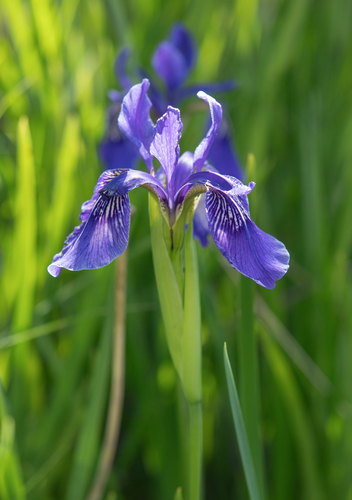 Iris bulleyana, photograph 4
