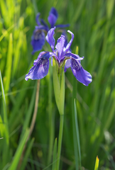 Iris bulleyana, photograph (c) Morten Ross, some rights reserved (CC BY)