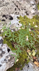 Campanula waldsteiniana, photograph (c) mycoroco, some rights reserved (CC BY)