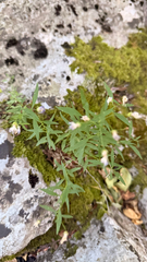 Campanula waldsteiniana, photograph (c) mycoroco, some rights reserved (CC BY)