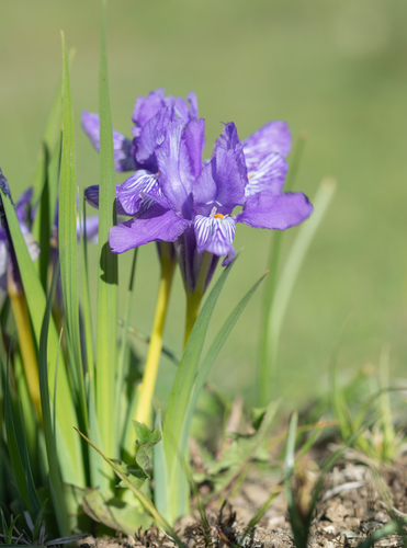 Iris barbatula, photograph 5
