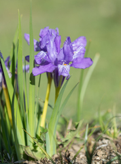 Iris barbatula, photograph Morten Ross, CC BY, iNaturalist via GBIF