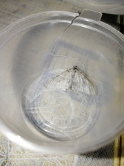 Trichopteryx carpinata