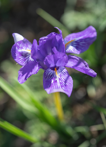 Iris barbatula