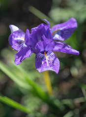 Iris barbatula, photograph Morten Ross, CC BY, iNaturalist via GBIF