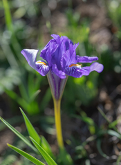 Iris barbatula, photograph Morten Ross, CC BY, iNaturalist via GBIF