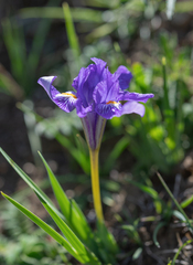 Iris barbatula, photograph Morten Ross, CC BY, iNaturalist via GBIF