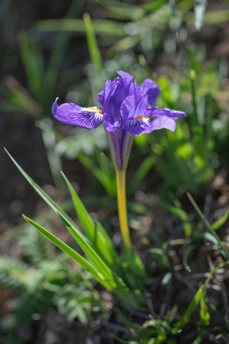 Iris barbatula, photograph 4