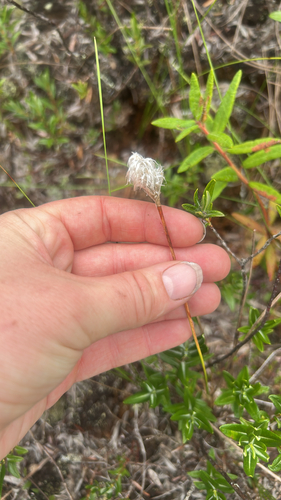 Eriophorum chamissonis, 2026-08-16