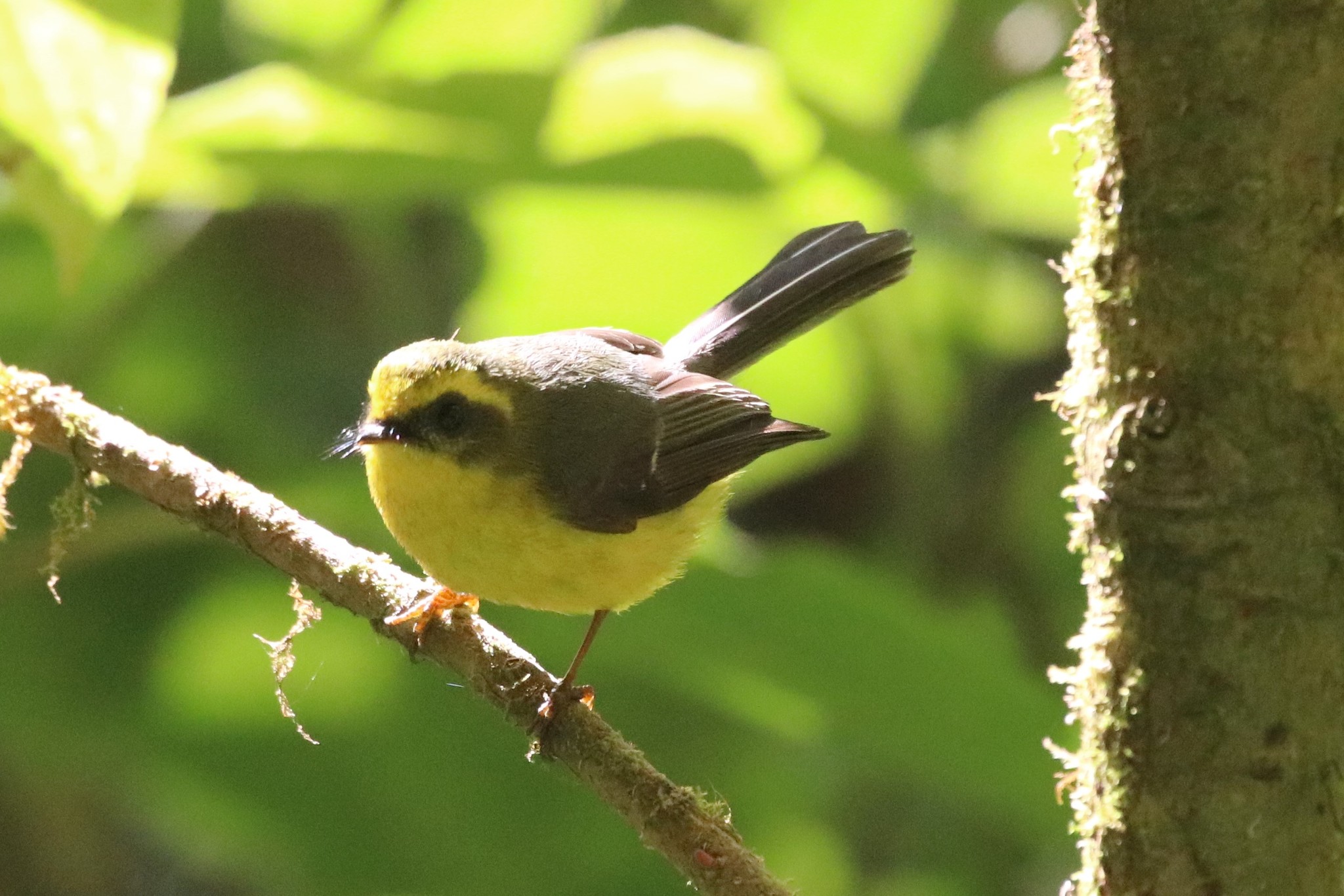 Yellow-bellied Fantail