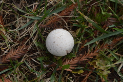 Agaricus campestris