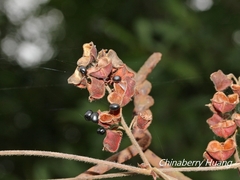 Rhynchosia volubilis