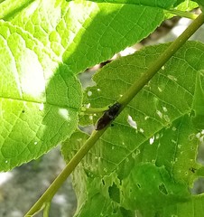 Athous haemorrhoidalis