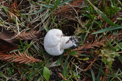 Agaricus campestris