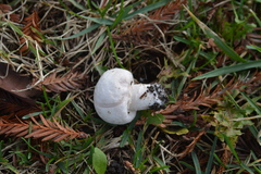 Agaricus campestris
