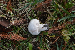 Agaricus campestris