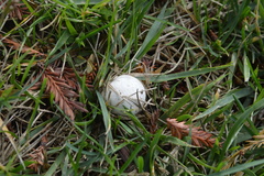 Agaricus campestris