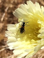 Eupompha elegans