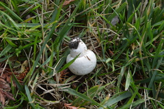 Agaricus campestris