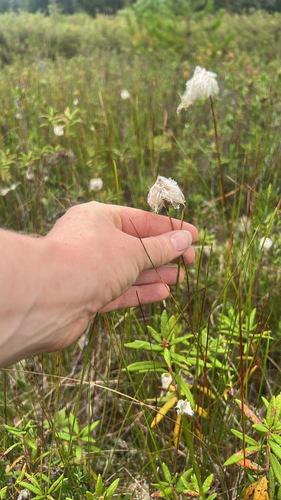 Eriophorum chamissonis, 2026-08-16